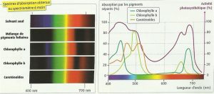 spectrechlorophylle
