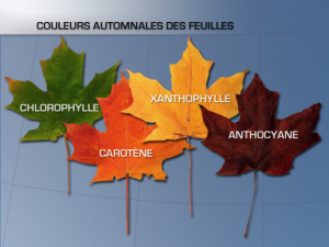 couleur-feuille_automne